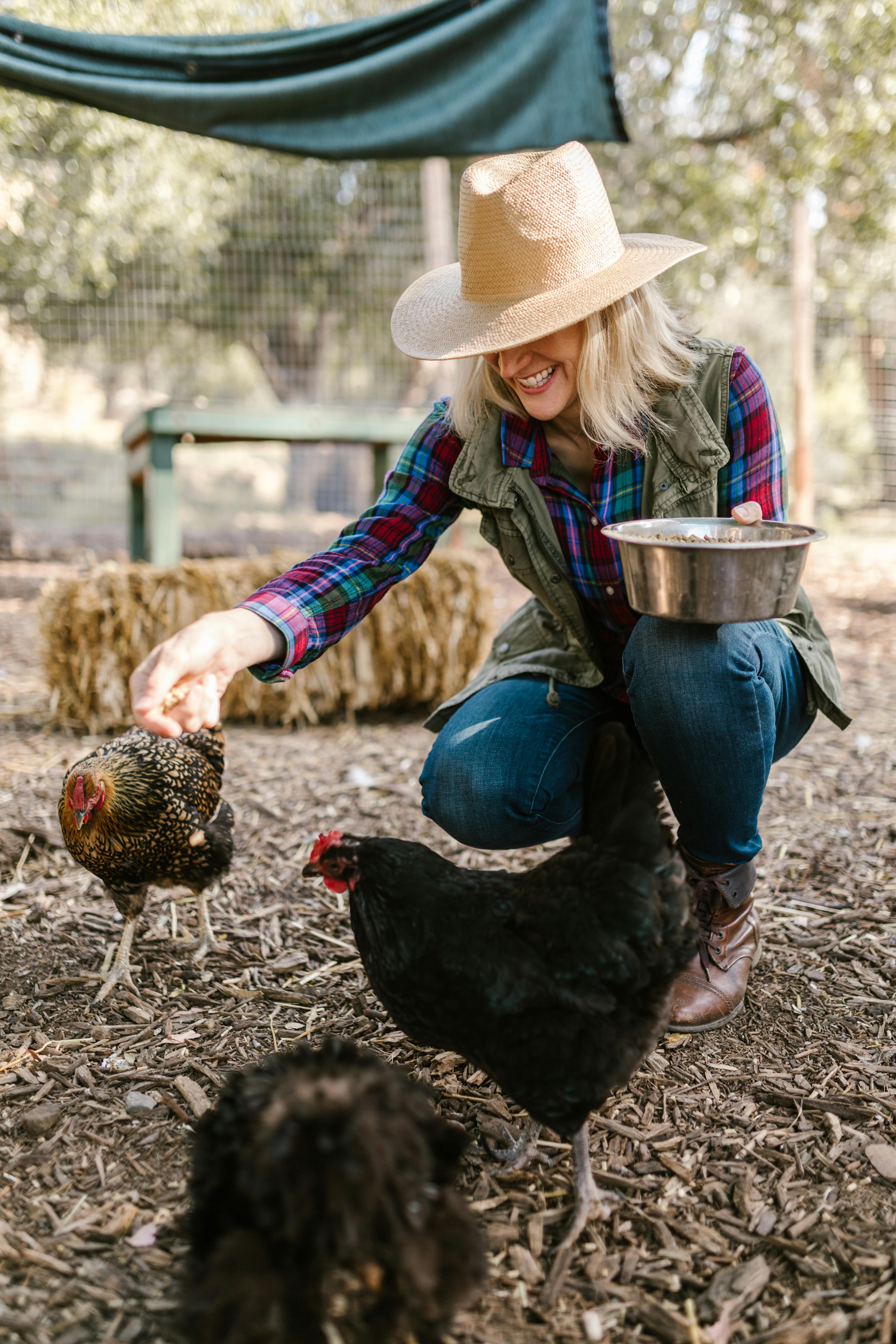 Produtora orgânica alimentando galinhas em sistema livre a pasto, mostrando manejo natural e bem-estar sem uso de antibióticos